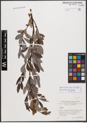 Salix bicolor Ehrh. ex Willd.